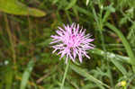 Spotted knapweed